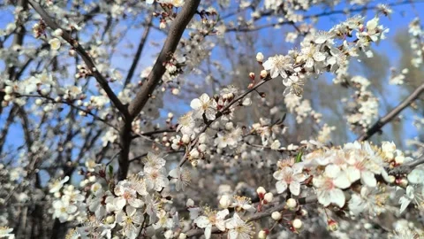 Flowering Spring Tree. Flying Bee Sits Flower And Collects Pollen. Bee on a tree Stock Footage 307188473