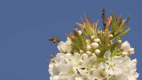 Flowering spring tree. flying bee sits flower and collects pollen. spring flo Stock Footage 330052097