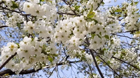 Flowering spring tree Stock Footage 99937631