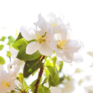 Flowering spring tree Stock Photos