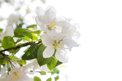 Flowering spring tree Stock-Fotos