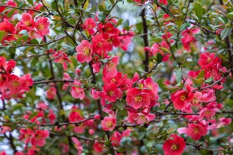 Flowering spring tree Stock Photos