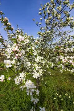 Flowering spring tree. Stock Photos
