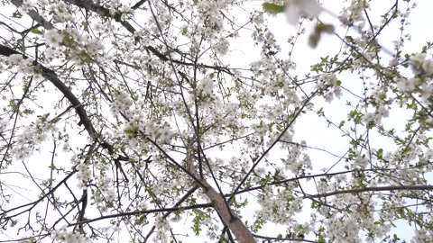Flowering spring tree. spring flowering trees. White flower. Pattern lush sunny Stock Footage 241976090