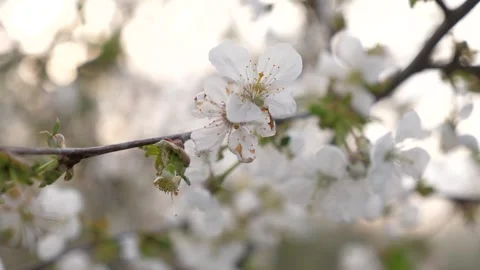Flowering spring tree. spring flowering trees. white flower. Pattern blooming Stock Footage 242490502