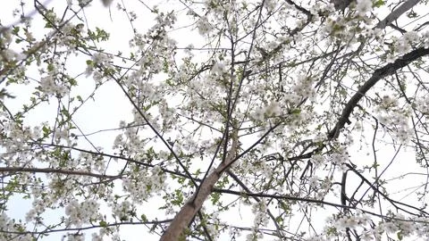 Flowering spring tree. spring flowering trees. White flower. Morning shrub coral 스톡 사진