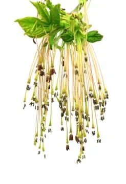 Flowering spring twig of maple ash (acer negundo) with young leaves Stock Photos