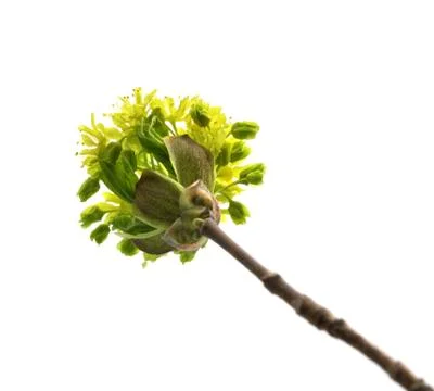 Flowering spring twigs of maple tree Stock Photos