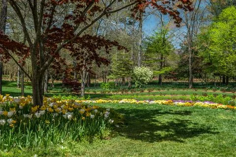 Flowering springtime landscape Stock Photos
