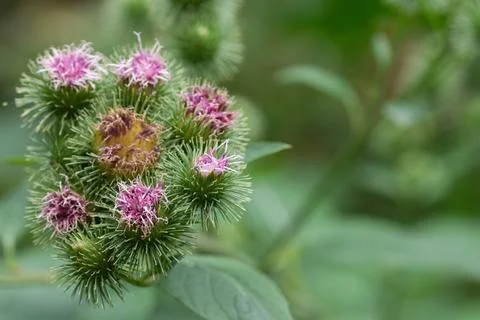 Flowering sprouting prickly buds on a background of greenary Foto stock