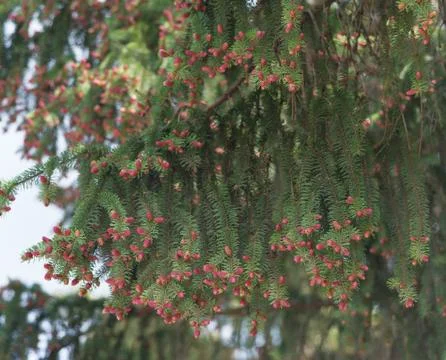 Flowering spruce in spring forest Stock Photos