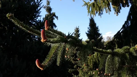 Flowering spruce tree buds - 17 스톡 동영상 107707808