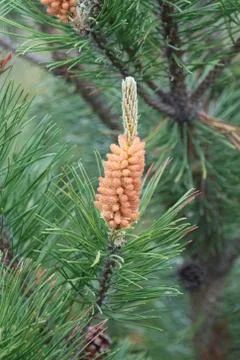 Flowering spruce tree. Stock Photos