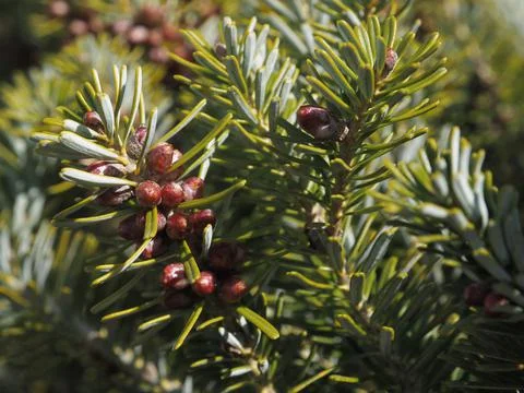 Flowering of a spruce tree Stock Photos