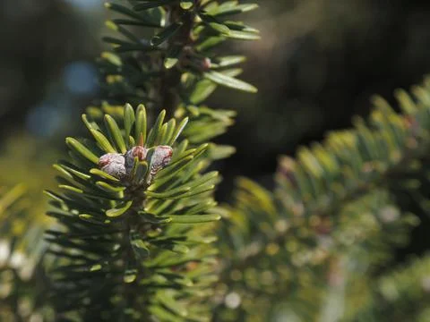 Flowering of a spruce tree Stock Photos
