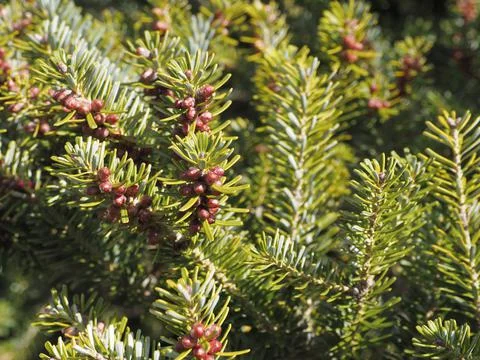Flowering of a spruce tree Stock Photos