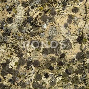 Flowering stone Stock Photos