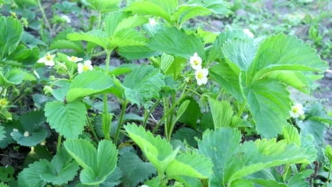 Flowering strawberry bush sways in the wind. Stock Footage 126571985