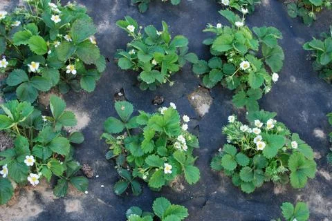 Flowering strawberry Foto stock