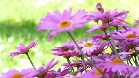 Flowering summer flower Stock Footage 51385148