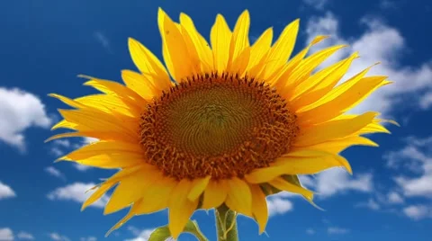 Flowering sunflower on a background cloudy sky Stock-Footage 8648311