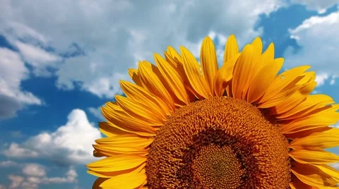 Flowering sunflower on a background cloudy sky Stock Footage 8655901