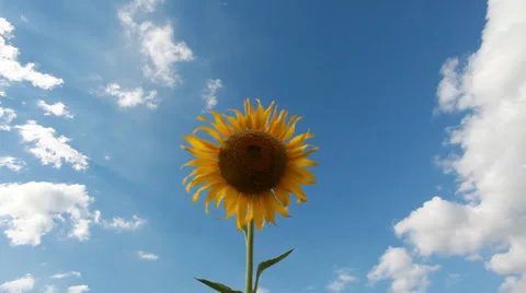 Flowering sunflower on background cloudy sky Vidéo 34625609