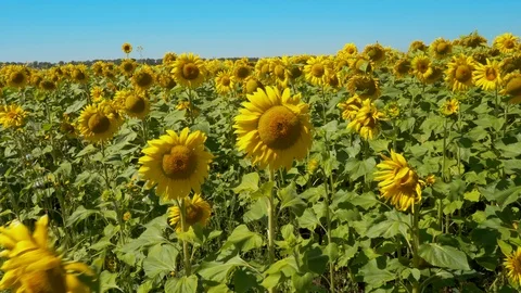 Flowering sunflower field Stock Footage 114411950