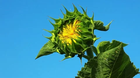 Flowering sunflower Stock Footage 8649106