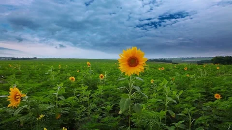 Flowering sunflowers on a background cloudy sky Stock Footage 7740764