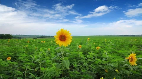 Flowering sunflowers on a background cloudy sky 库存影片 7740836