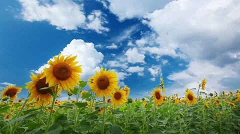 Flowering sunflowers on a background cloudy sky 库存影片 7740964