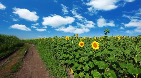 Flowering sunflowers on a background cloudy sky Stock Footage 8622745