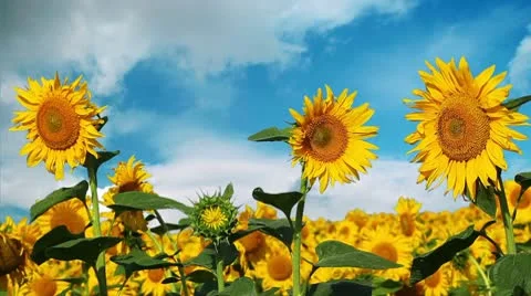 Flowering sunflowers on a background cloudy sky Stock Footage 8972931