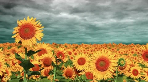 Flowering sunflowers on a background cloudy sky Stock Footage 8972944
