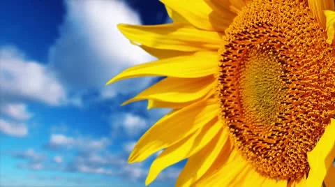 Flowering sunflowers on a background cloudy sky Stock Footage 10686042