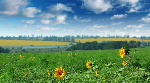 Flowering sunflowers on a background cloudy sky Stock Footage 10686640