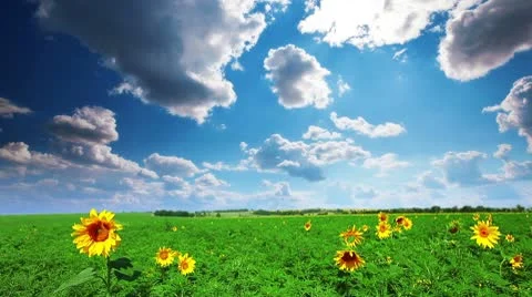 Flowering sunflowers on a background cloudy sky Stock Footage 10723850