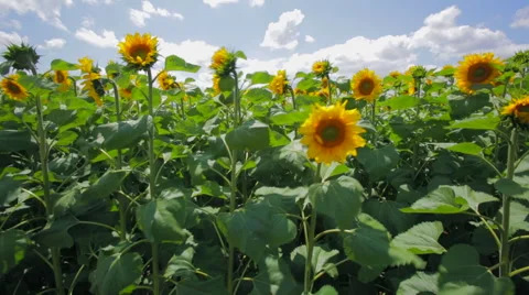 Flowering Sunflowers On A Background Cloudy Sky Stock Footage 52453356