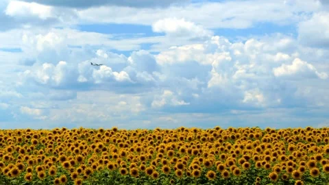 Flowering sunflowers on a background cloudy sky. Beautiful view of the sunflower 스톡 동영상 336584406