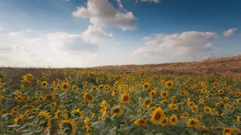 Flowering sunflowers on a background cloudy sky. Beautiful view of the sunflower Video stock 336584455