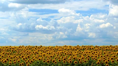 Flowering sunflowers on a background cloudy sky. Beautiful view of the sunflower Video stock 336584483