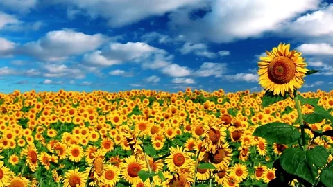 Flowering sunflowers on a background cloudy sky. Beautiful view of the sunflower Stock-Footage 336584909