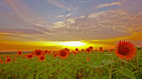 Flowering sunflowers on a background sunset. 4K. FULL HD, 4096x2304. Stock Footage 34246867