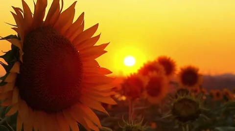Flowering sunflowers on a background sunset Stock Footage 8535159