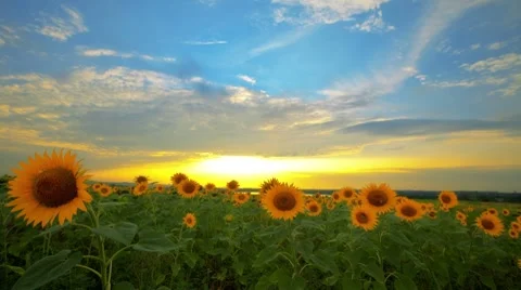 Flowering sunflowers on a background sunset Stock-Footage 8560206