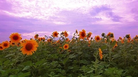 Flowering sunflowers on a background sunset Stock Footage 8621493
