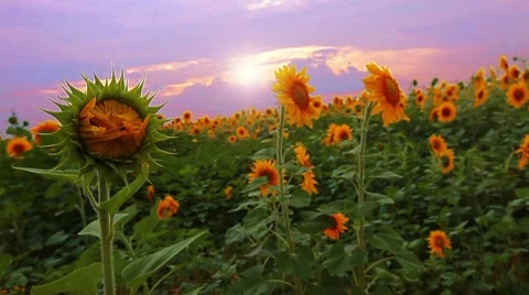 Flowering sunflowers on a background sunset Stock Footage 8621736