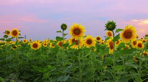 Flowering sunflowers on a background sunset Stock Footage 8621755