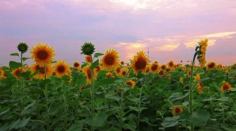 Flowering sunflowers on a background sunset Stock Footage 8621870